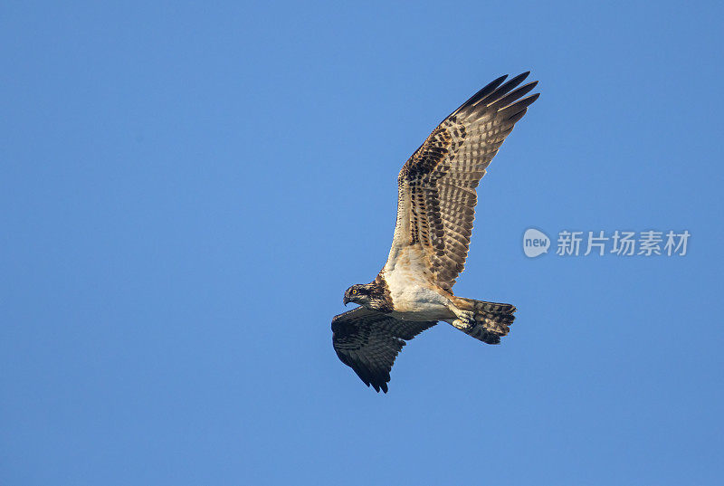 飞鹰(Pandion halaetus)